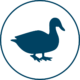 Duck Icon